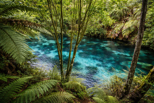 Putāruru Blue Spring – Waikato