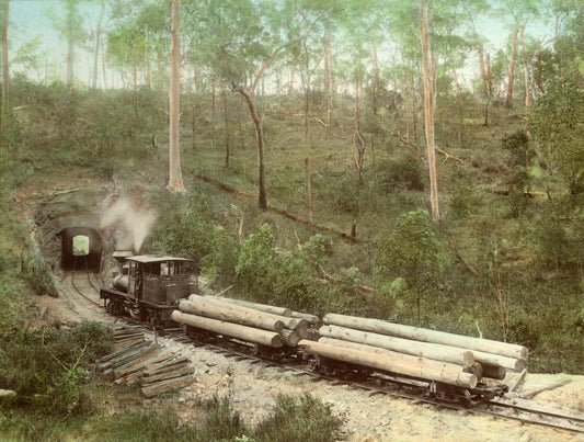Laheys Tramway Tunnel: Early timber transport infrastructure