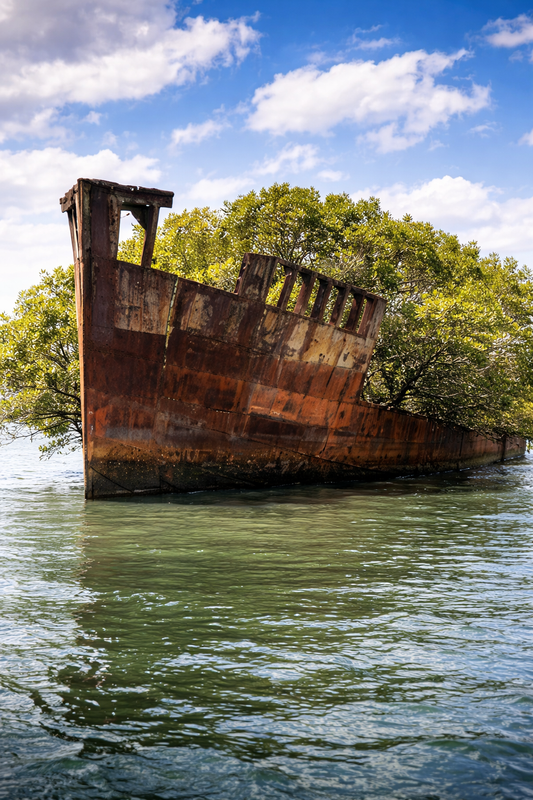 SS Ayrfield Guide: How to See Sydney’s Famous Floating Forest